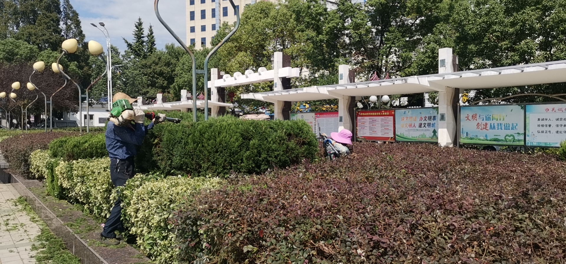 城區園林綠化集中“梳妝”迎中秋 (8).jpg
