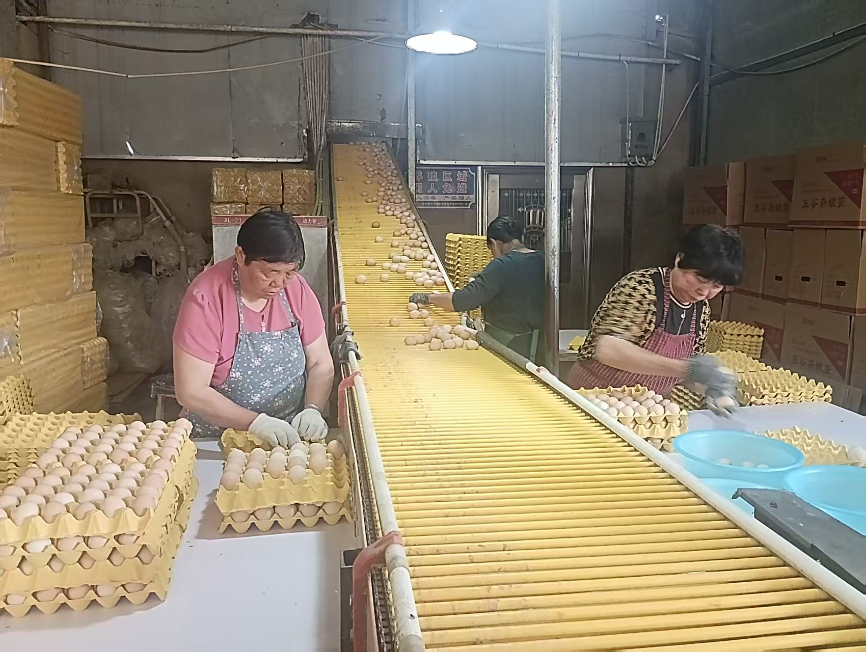 養(yǎng)雞場3.jpg